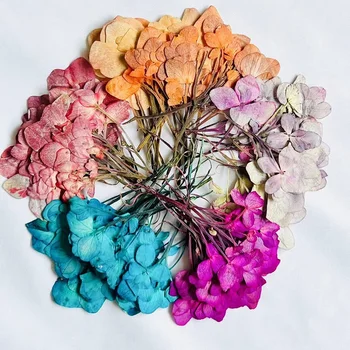 1 комплект Прессованных высушенных цветных многоцветных цветков гортензии Для подвесных украшений из эпоксидной смолы, чехла для телефона, закладок, изготовления открыток.